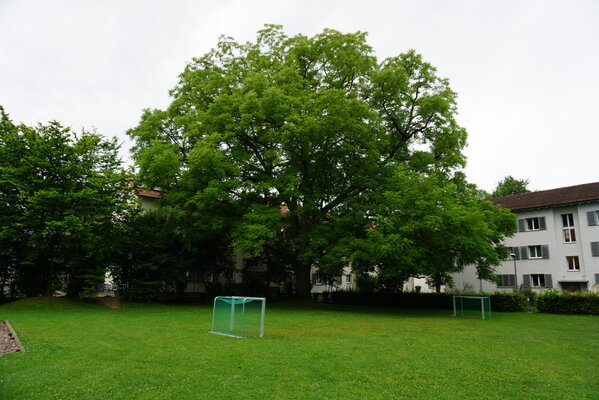 schwarznuss_blumenau-2