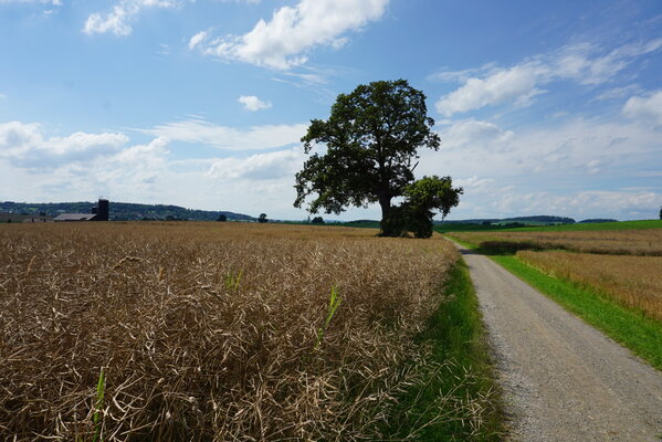 eiche_hegi-12