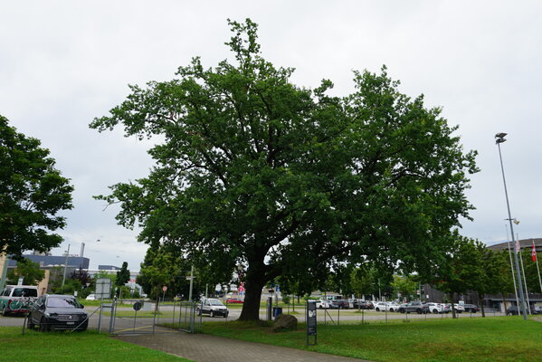 olympia_eiche_deutweg-3