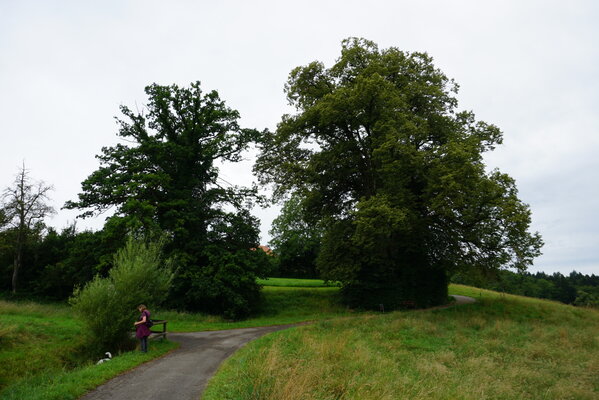 linden_seen-12