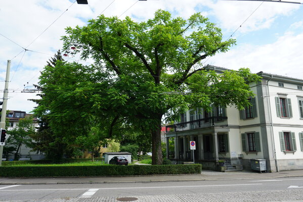 mandschurische_wallnuss-8